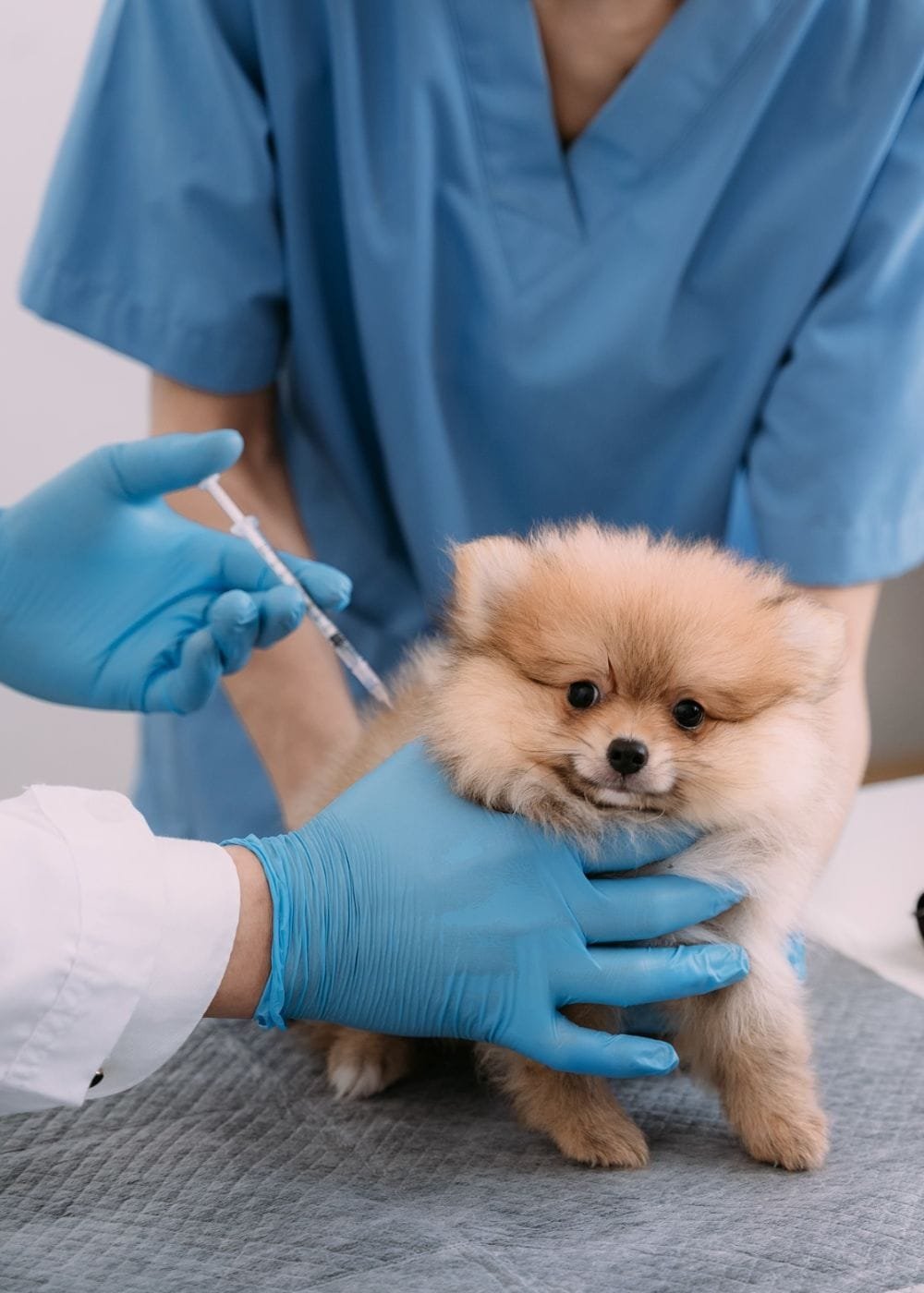 BANNER WEB LANDING LABORATORIO PERRO