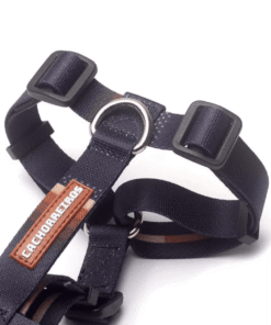 Alternative view of Arnes H Cachorreiros Bob Y Marley