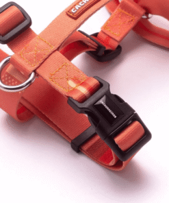 Alternative view of Arnes H Cachorreiros Coral