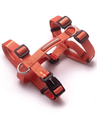 Arnes H Cachorreiros Coral
