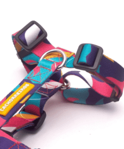 Alternative view of Arnes H Cachorreiros Doge